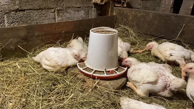 Отёл Коровы🐮! Пополнение за пополнением на ферме👩🌾 Цыплята, Индоутята, Гусята, Огород!В Деревне смотреть онлайн