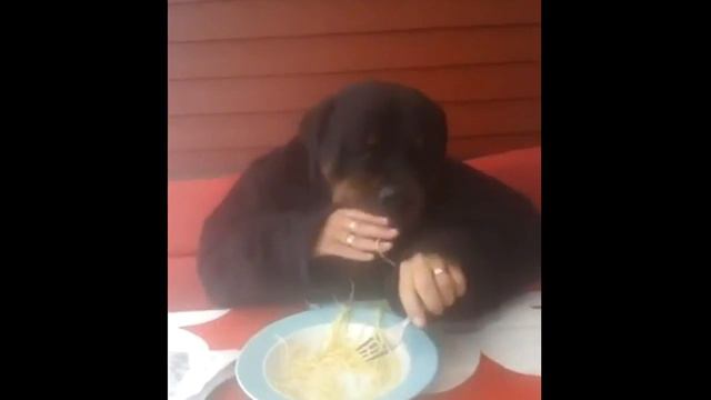 У собакена хороший аппетит! смотреть онлайн