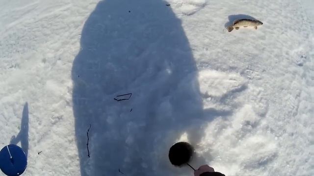 Весенняя рыбалка в марте.Огромные ерши на мормышку.Жерлицы. смотреть онлайн