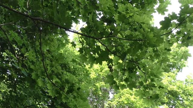 Жулан у дороги 160613 1 24Pa770 28 Самка слетела атаковать смотреть онлайн