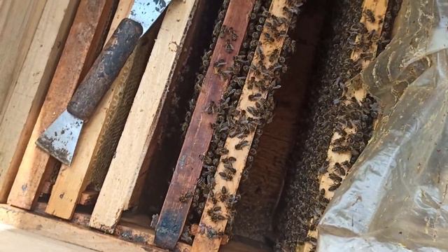 ПЧЁЛЫ 🐝🐝. ВЕСЕННИЕ РАЗВИТИЕ СЕМЕЙ. РАБОТА НА ПАСЕКЕ. смотреть онлайн