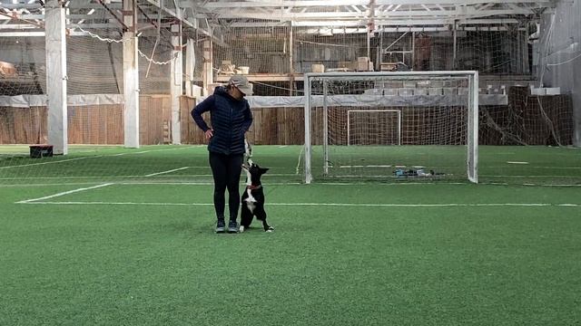 Как научить собаку командам Дрессировка собаки Танцы с собакой Брина. Часть 3. 09.10.2023 г смотреть онлайн