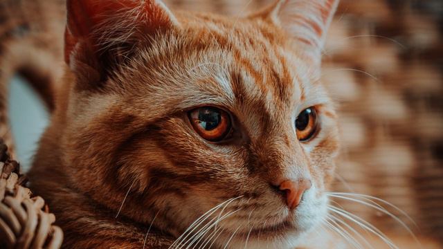 Советы Заводчика Как Выбрать Имя Котенку#catblackmajk #blackcatmajk #cat #кошки #советы #рекомендац смотреть онлайн