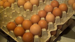 куры доминант, инкубационное яйцо//покупка, качество яиц