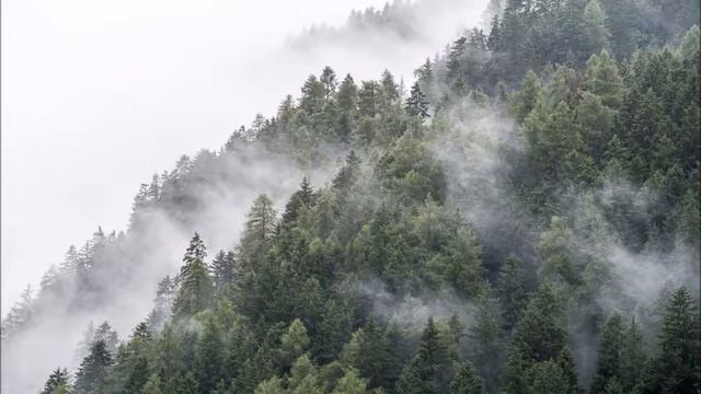 Forest Fog View - Yamaha MX49 смотреть онлайн