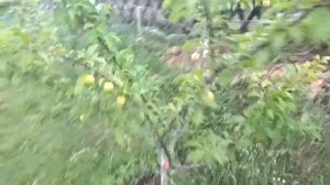 ?? ⭐Слива.  Диплоидная слива. Урожайность при правильной обрезке. Алыча крупноплодная..