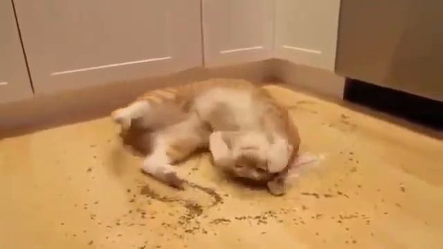 кот нашел кошачью мяту и обдолбался)). смотреть всем!! The cat found the cat's mint and smelled it. смотреть онлайн