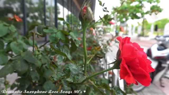 Most Old Beautiful Love Songs 80's 90's ♫ Best Romantic Saxophone Love Songs смотреть онлайн