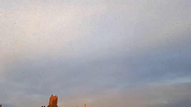 Рим. Капитолийский холм. Море птиц смотреть онлайн