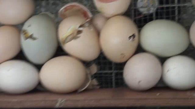 Рождение цыплят разных пород. Из инкубатора в брудер. смотреть онлайн