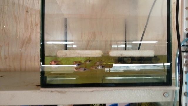 #Аквариум#Расбора по новой на нерест# Моллинезия чёрная в роддом# смотреть онлайн