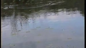 Рыбалка на Чулыме г.Ачинск .