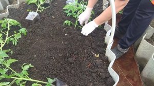 Высаживаю рассаду томатов  лёжа в теплицу. Лайфхак, если томаты переросли.