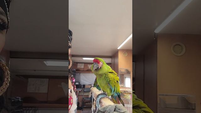 Мы в Белоруссии и ждём вас всех к нам на шоу в гости!) смотреть онлайн