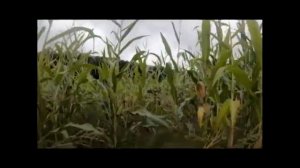 Охота на кабана в кукурузе. Часть вторая
