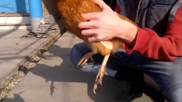 танцующие Курицы \ dancing Chicken смотреть онлайн