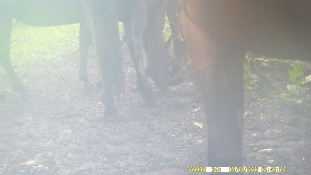 Лошади-вандалы на солонце. Лисёнок осматривает окрестности. Даже мышам нужна соль.