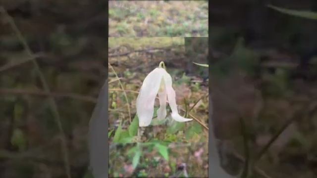 Почему олени любят ходить по грязи?