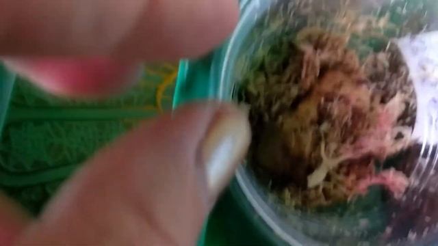 Как разбудить клубень глоксинии/ смотреть онлайн