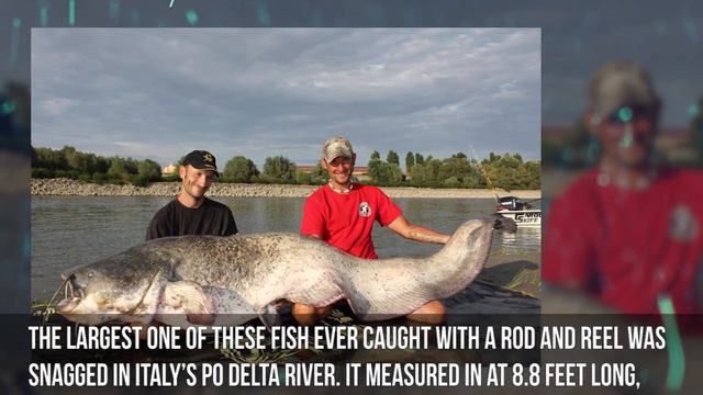 13 Strange Things Caught While Fishing смотреть онлайн