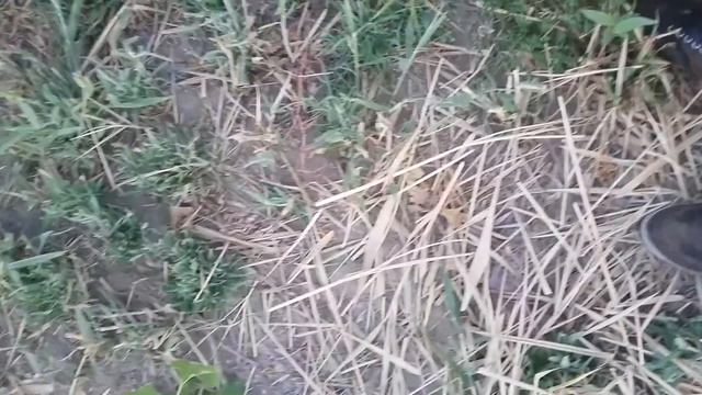 борсик лайка