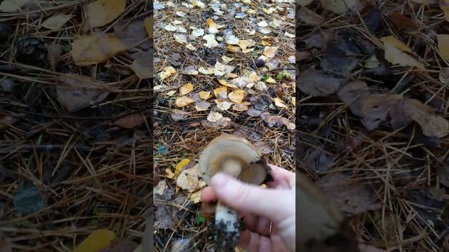 подберезовик на даче #chorts #mushrooms #грибы смотреть онлайн