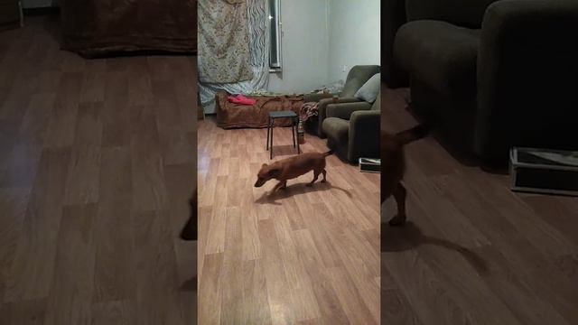 такса ищет игрушку смотреть онлайн