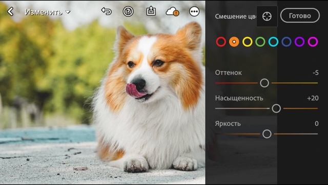 Lightroom Mobile Presets, Corgi Preset