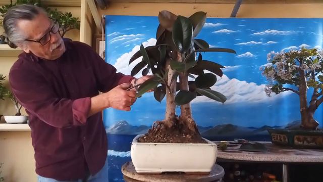 Actualizacion ficus elastica 2n parte trasplante y desfoliado jardin de bonsais de Antonio Ruiz смотреть онлайн