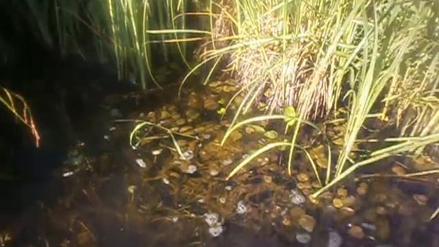 Скворцы собираются в стаи, а мы на озеро купаться. смотреть онлайн