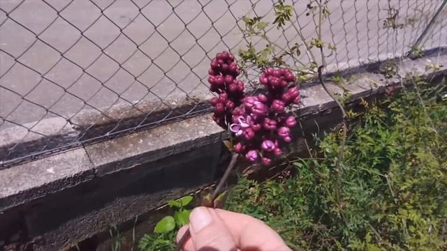 Floración de las Lilas - Syringa Vulgaris- Flor Los Lilos - Las Lilas su Floración смотреть онлайн