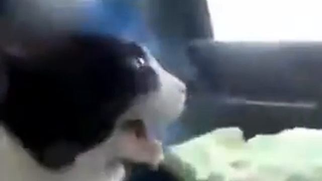 Котошок едет в машине Catshock rides in the car Юмор! Прикол! Смех смотреть онлайн