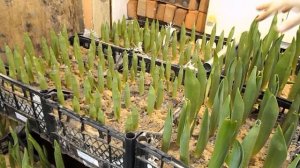 Выгонка тюльпанов к 8 марта. Часть 5