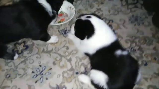 Нам месяц. Начали кушать. Кому красавцев? Пишите смотреть онлайн
