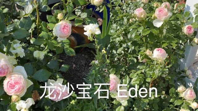 浪漫玫瑰花園記｜Romantic Roses Garden | seven sisters and Eden blooming смотреть онлайн