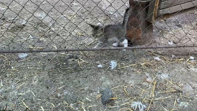 ПРИЧИНЫ, почему❓куры несутся зимой и летом смотреть онлайн