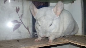 В Каком Возрасте Нужно Покупать Шиншиллу! Сколько Ей Месяцев Или Лет Должно Быть!