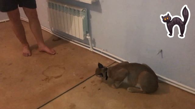 В гостях у каракалов смелая Света / Visiting caracals brave Sveta смотреть онлайн