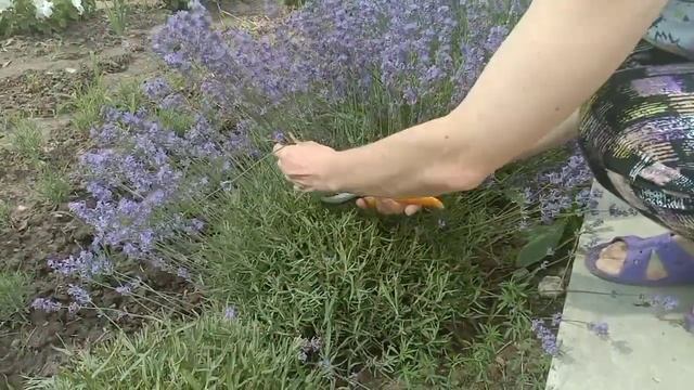 Обрезка ЛАВАНДЫ летом ? КОГДА? КАК? ЗАЧЕМ? смотреть онлайн