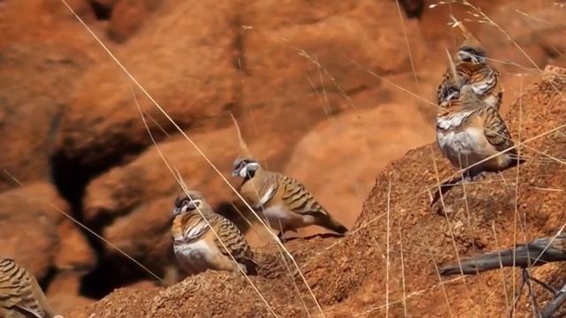 10 Самых Красивых и Интересных Пород Голубей смотреть онлайн