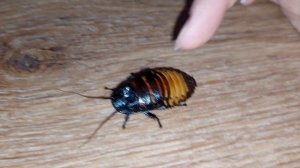 Таракан шипит! Большой! Мадагаскарский шипящий таракан!