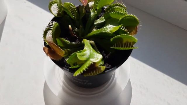 Мухоловка - хищное растение. смотреть онлайн