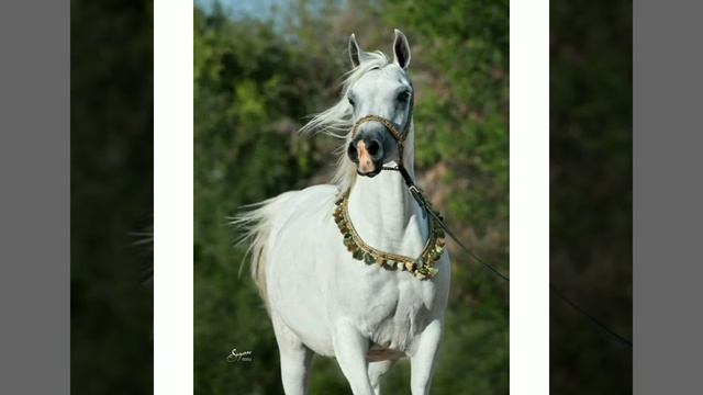 Клип про Арабских Лошадей 🐴🐎🐴🐎 смотреть онлайн