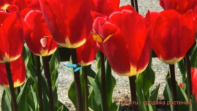 Тюльпан гибридный Фостери Кинг (tulipa) 🌿 обзор: как сажать, луковицы тюльпаны Фостери Кинг смотреть онлайн