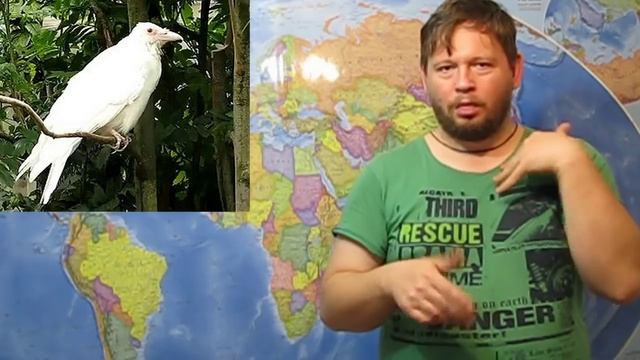 Фразеология № 9 Белая ворона смотреть онлайн