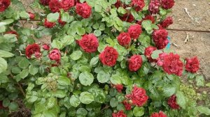 Роза Хайгроув - плетистая .Питомник роз Полины Козловой rozarium.biz