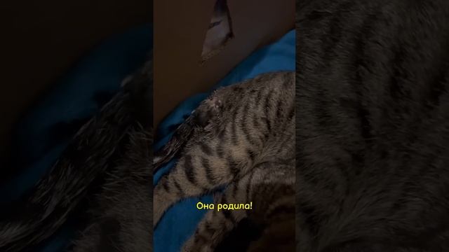 Подобрала беременную кошечку. Теперь, у нас 4 котенка #shorts смотреть онлайн