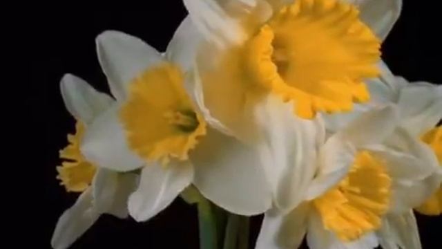 РАСПУСКАЮЩИЕСЯ ЦВЕТЫ ПОД МУЗЫКУ ШРИ ЧИНМОЯ.mp4 смотреть онлайн