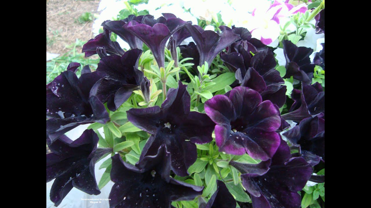 ПЕТУНИЯ - ХАМЕЛЕОН ИЛИ МОЙ ОПЫТ ВЫРАЩИВАНИЯ ПЕТУНИИ ИЗ СВОИХ СЕМЯН смотреть онлайн