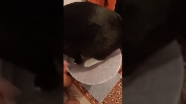 учу кота пользоваться когтяточкой #кот #игры